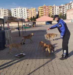 Kızıltepe Belediyesi Sokak Hayvanlarını Unutmadı