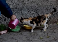 Tepebaşı Belediyesi Ekipleri İki Günlük Sokağa Çıkma Yasağı Döneminde Can Dostları Yalnız Bırakmadı