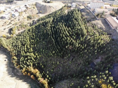 10 Bin Fidan Dikip Çöplük Alanı Ormanlık Alana Çevirdi