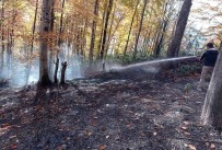 Düzce'de Kasım Ayında 5 Orman Yangını Söndürüldü