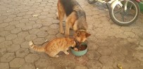 Kedi İle Köpeğin Şaşırtan Dostluğu Haberi