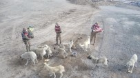 Sarıkamış'ta Kısmen Boşaltılan Köyde Sahipsiz Köpeklere Jandarma Sahip Çıktı Haberi