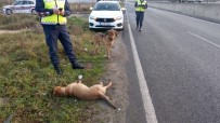 Yaralı Köpeğe Jandarma Ekipleri Sahip Çıktı Haberi