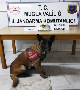 Cezaevinden İzinli Ayrıldı, Dönüşte Uyuşturu İle Yakalandı