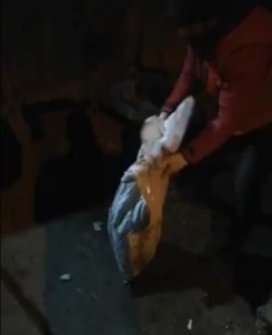 Iğdır'da Çuval İçinde Çöpe Atılan Kedi Son Anda Fark Edildi