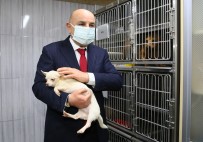 Keçiören'de Bodrum Katında Bulunan Köpekleri Sahiplenmek İçin Yoğun Talep