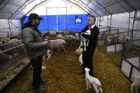 MUSTAFA ŞAHİN - Kayseri'de Küçükbaş Hayvancılıkta Mutlu Eden Gelişmeler