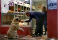 SOKAK KÖPEĞİ - Köpeğin Fırında Ekmek Nöbeti