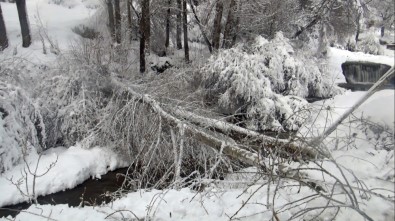 Ahlat'ta Aşırı Kar Ağaçları Devirdi, Elektrik Tellerini Kopardı