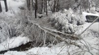 KAR TEMİZLEME - Ahlat'ta Aşırı Kar Ağaçları Devirdi, Elektrik Tellerini Kopardı