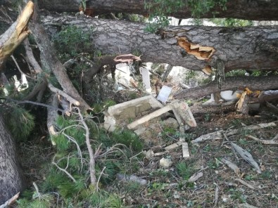 150 Yıllık Çam Ağacı Devrildiği Yerdeki Mezarları Paramparça Etti