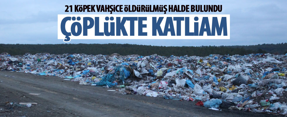 21 köpek çöplükte ölü bulundu