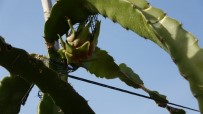KOZANLı - Ejder Meyvesi Üreticinin Gözdesi