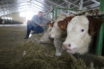 İNGILIZCE - Genel Müdürlüğü Bıraktı, Hayvancılığa Başladı