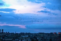 SIĞIRCIK - Şanlıurfa Semalarında Kuşların Dansı
