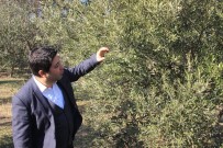 ZEYTİNYAĞI - Ucuz Zeytinyağı Alırken Bir Kez Daha Düşünün