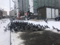 Ardahan'da Aç Kalan Güvercinleri Vatandaş Elleriyle Besliyor Haberi