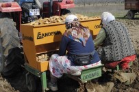Bursa'da Patates Ekimi Başladı