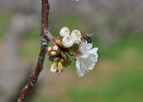 (Özel) Kuzey Yarım Kürenin İlk Kirazları Çiçek Açtı