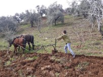 Ege'de Çiftçiler Tarlaya İndi Haberi