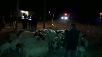 Konya'da Kayıp Koyunları Jandarma Bulup Sahibine Teslim Etti