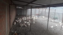 Kamyonetle Canlı Tavuk Satan Şahsa 10 Bin TL Para Cezası Kesildi Haberi