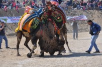 Buldan Deve Güreşleri Korona Virüsü Tedbirleri Kapsamında İptal Edildi