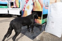 Bursa'da Can Dostları Sahipsiz Değil