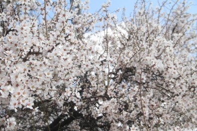 Elazığ'da Bahar Havası, Ağaçlar Çiçek Açtı