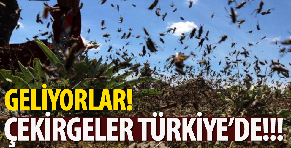 Geliyorlar! Çekirgeler Türkiye'de!!!