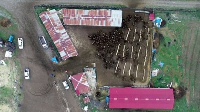 Süt Kuzularının Anneleriyle Buluşması Renkli Görüntüler Oluşturdu