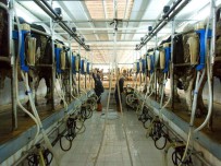 Amasya'da Günlük 60 Ton Çiğ Süt Toplandı
