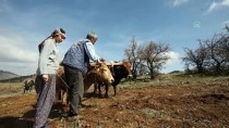 Elazığ'da Kara Sabanla Sarp Yamaçları Süren Köylüler Organik Üzüm Yetiştiriyorlar Haberi