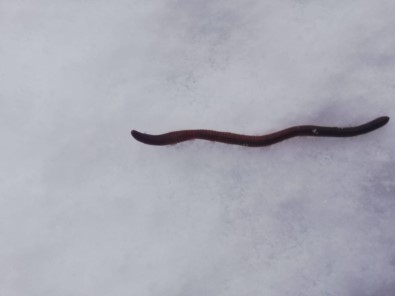 Binlerce Solucan Kar Üstüne Çıktı, Vatandaş Paniğe Kapıldı