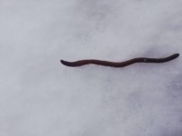 Binlerce Solucan Kar Üstüne Çıktı, Vatandaş Paniğe Kapıldı