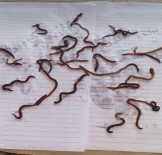 Binlerce Solucan Kar Üstüne Çıktı