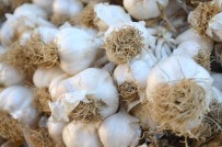 Koronaya Karşı Taşköprü Sarımsağı