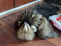 TARıM - Yüksekova'da Bulunan Balıkçıl Kuşu Koruma Altına Alındı