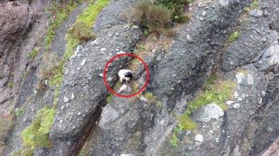 2 Gündür Mahsur Kalan Keçi Kurtarılmayı Bekliyor