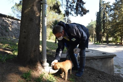 Büyükşehir'den Sokak Hayvanlarına Mama Dağıtımı