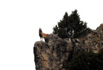 VAŞAK - Munzur Dağlarında Yaban Keçileri Görüntülendi