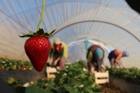 EROL ÖZDEMIR - (ÖZEL) Korona Virüs Salgını, Koruyucu Kabuğu Olmayan Çileği Vurdu