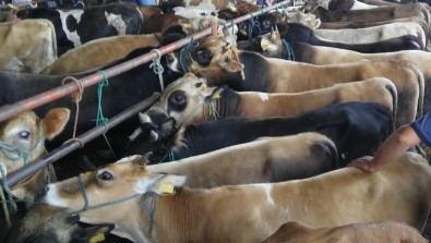 Samsun'da Hayvan Pazarları Kapatıldı