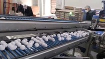 İHRACATÇILAR - Türkiye'den Körfez Ülkelerine Aylık 4 Milyon Dolarlık Yumurta İhracatı