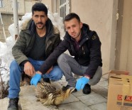 MOBİLYA - Yüksekova'da Hint Balıkçıl Kuşu Bulundu