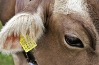 Düzce'de 2 Bin 652 Hayvana Küpe Takıldı