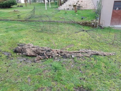 Düzce'de Kaçak Balık Avlanmaya Geçit Yok