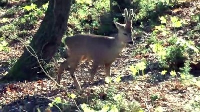 Kadın Muhtar Çocuklar İçin Mahallede Hayvanat Bahçesi Oluşturdu
