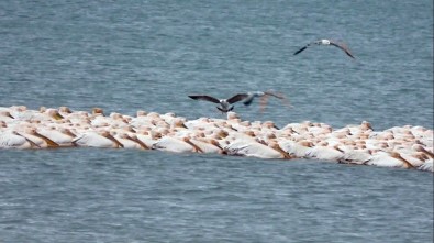 Pelikanlar Mersin'de Göç Molası Verdi
