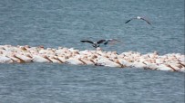 PELIKAN - Pelikanlar Mersin'de Göç Molası Verdi